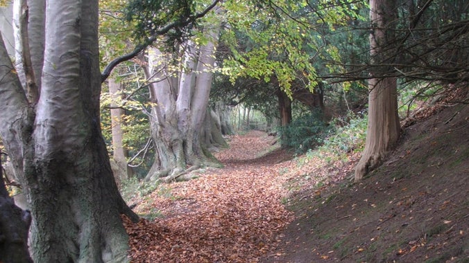 The walk up to Wilmot Hill on the National Trust Ightham Mote estate in Kent